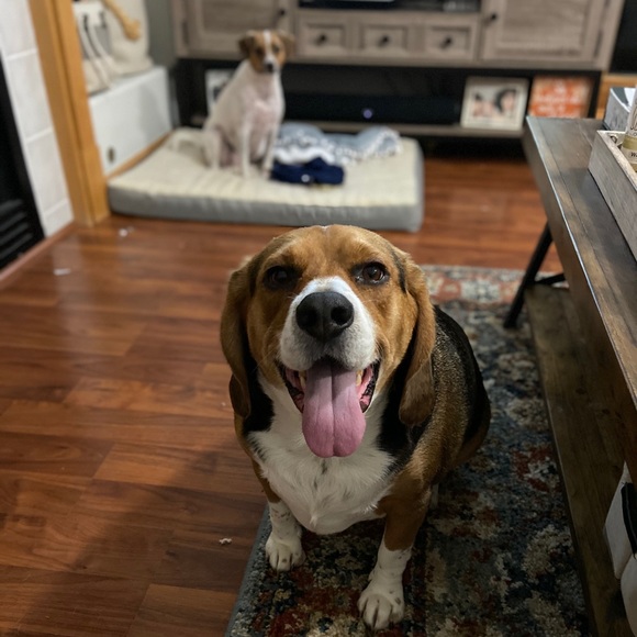 dogmomsell